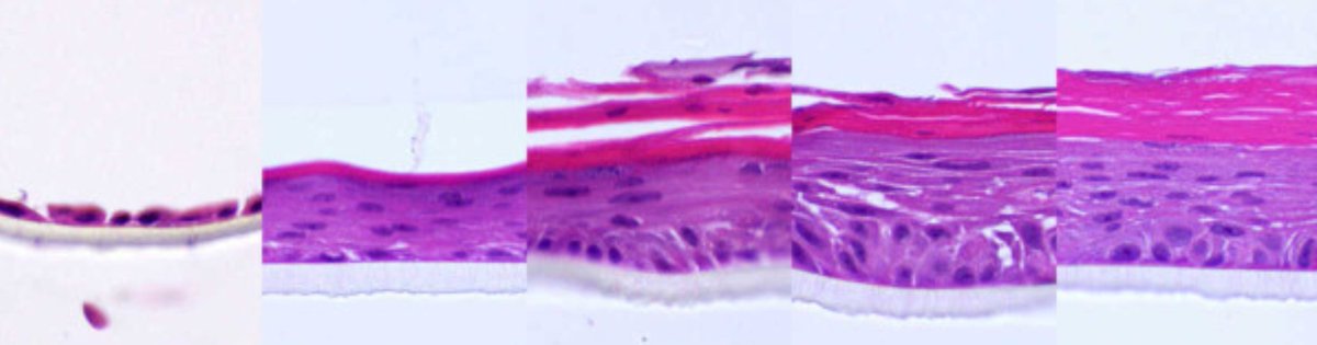 Lyda Hill Department of Bioinformatics (@lhbioinf_utsw) on Twitter photo We're #hiring!
Looking for a #PostDoc in #SkinBiology #Cytoskeleton? Check out the job opening in <a href="/BenjaminNanes/">Benjamin Nanes</a> Lab: shorturl.at/uBK79
#ICYMI our starting PostDoc #pay is $70,000 with a $20,000 Fellowship incentive.
#WoundHealing #Research #CellBiology #HighResMicroscopy We're #hiring!
Looking for a #PostDoc in #SkinBiology #Cytoskeleton? Check out the job opening in <a href="/BenjaminNanes/">Benjamin Nanes</a> Lab: shorturl.at/uBK79
#ICYMI our starting PostDoc #pay is $70,000 with a $20,000 Fellowship incentive.
#WoundHealing #Research #CellBiology #HighResMicroscopy