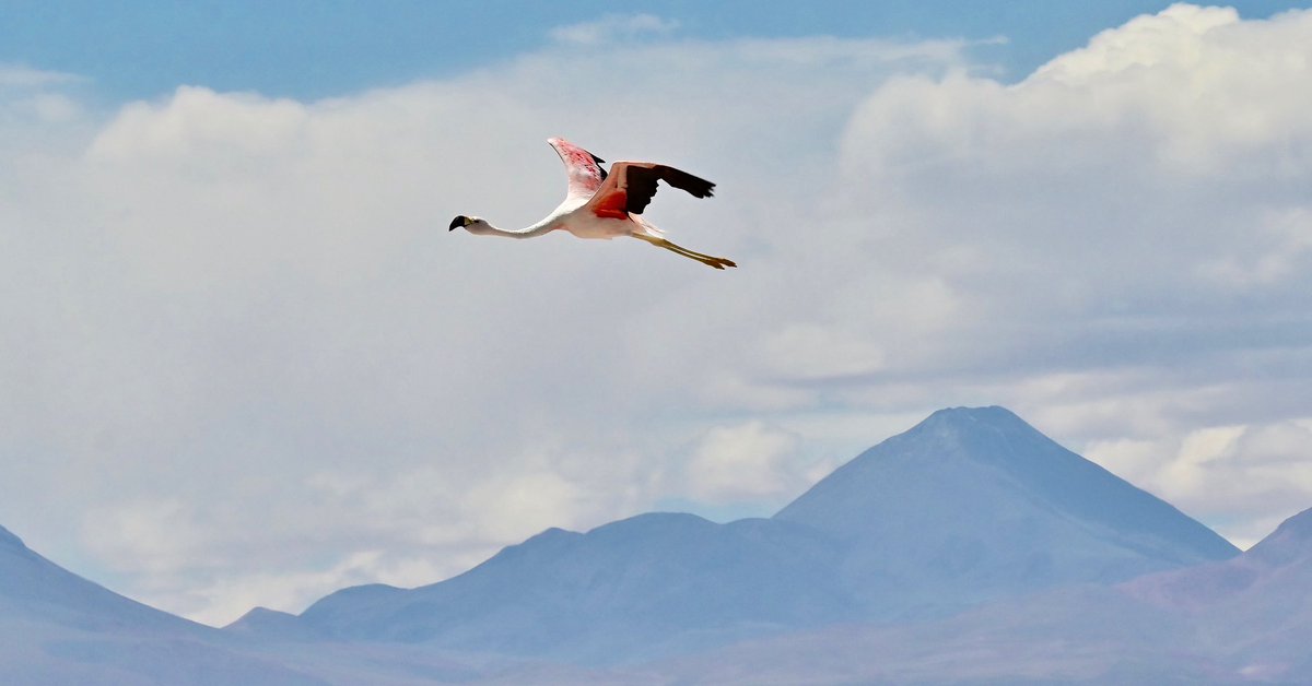 🇨🇱A Flamenco Andino (Chilean flamingo) flies over the Salar de Atacama (#Atacama salt flat) in search of a food source. This plateau, between 2,300 and 4,500 meters above sea level, is the habitat of this flamingo species. @ThePhotoHour #NikonZ