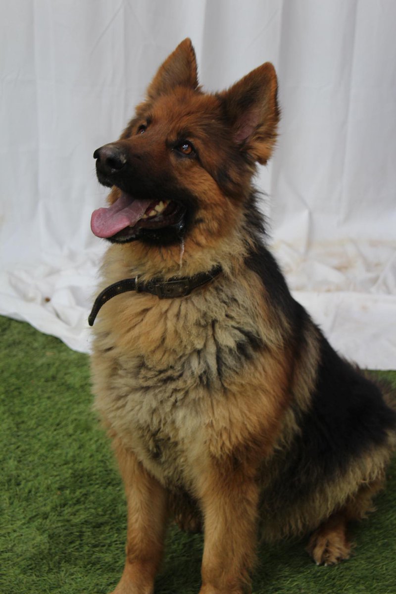 gsrescueelite tweet picture