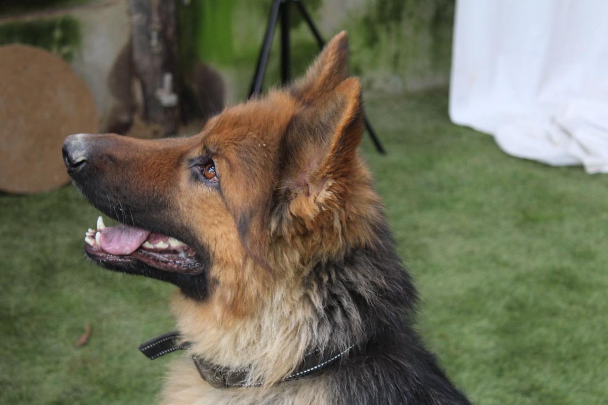 gsrescueelite tweet picture