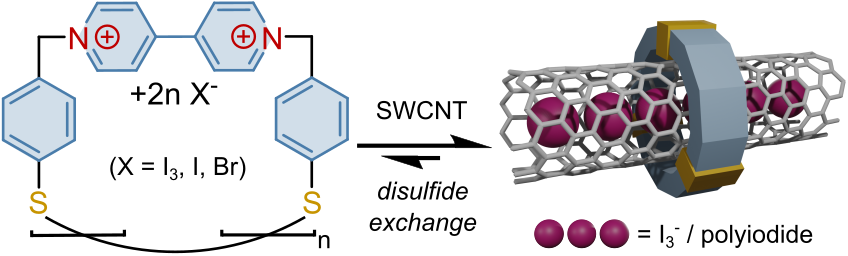 Serendipity was kind to us in this latest work in @angew_chem! It turned out that disulfide macrocycle💍I3- salts 🧂 allow functionalizing SWCNTs non-covalently from outside and inside😲. With: J. Maultzsch, U. Kaiser, B. Meyer. Pioneer: @emiliomperezlab onlinelibrary.wiley.com/doi/10.1002/an…