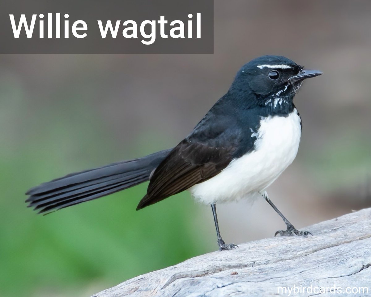 🌏 Willie wagtail (Rhipidura leucophrys) #Australasianbirds #Australianbirds #Asianbirds #NewGuineanbirds #Indonesianbirds | #mybirdcards #birdcards #birds 🦜