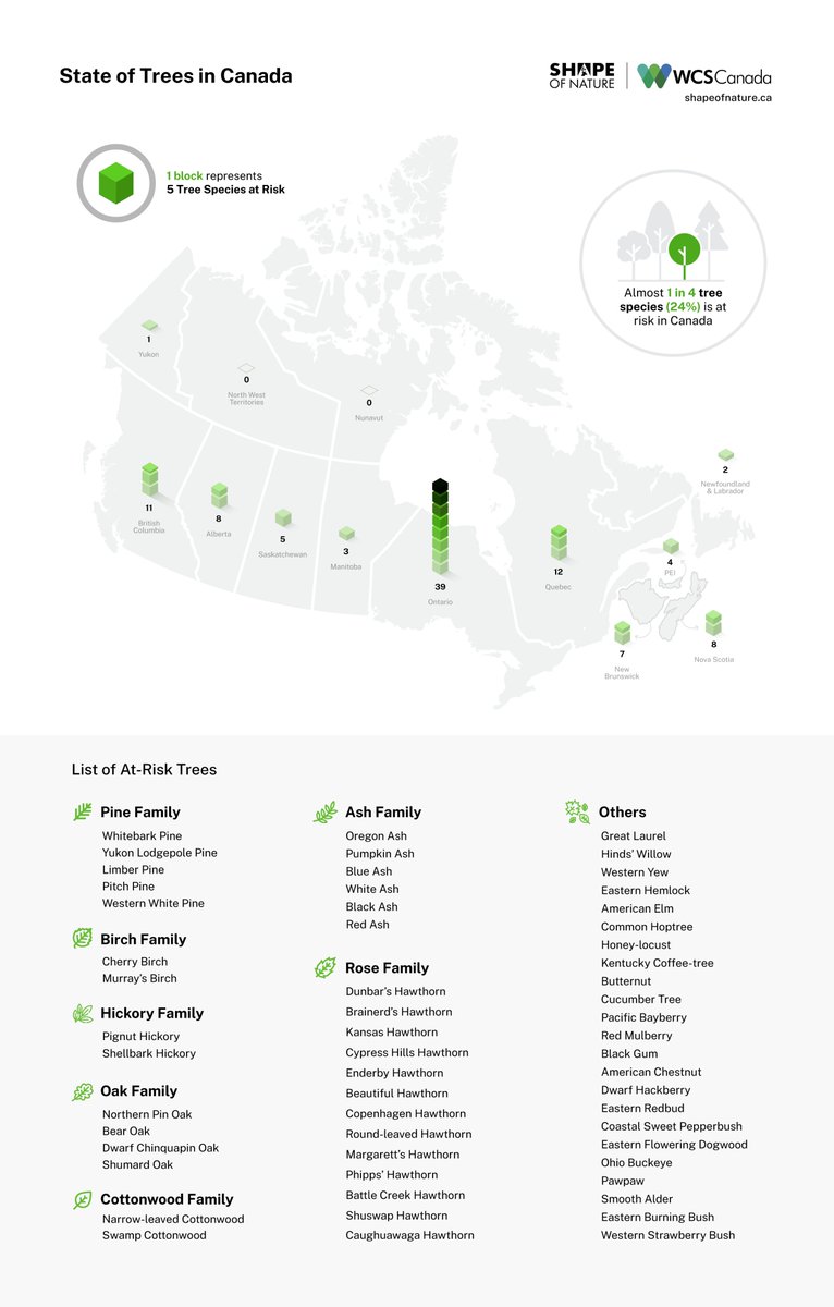 Trees are essential to our Canadian economy, well-being, biodiversity & identity. #InternationalDayofForests But did you know that almost 1 in 4 of Canada's tree species are in trouble? Check out @WCS_Canada state of Canada's trees for info & actions shapeofnature.ca/s6-state-of-ca…