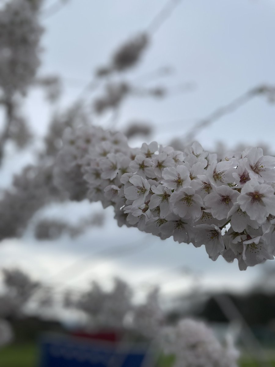 GemRedford_FMN's tweet photo. Spring has sprung at @ForgetMNotChild hospice. Our memorial garden has young blossom trees in legacy to some incredible people who lived with @ForgetMNotChild in their heart. This one is dedicated to the incredible @Charity_Angels #Bemoremandy π #beautiful https://t.co/dVHKBKqxLD