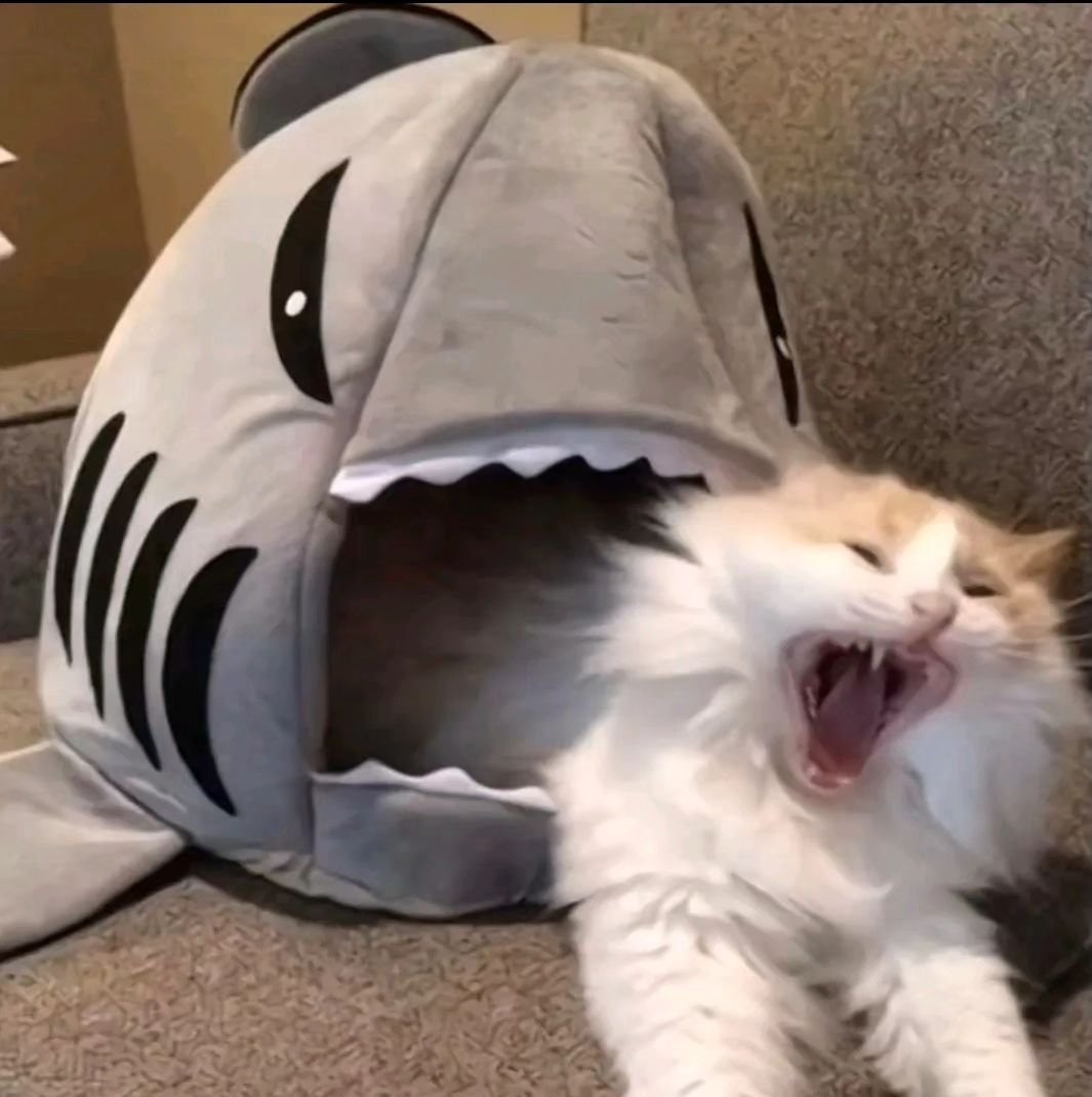 Punch Cat (@punchingcat) on Twitter photo 