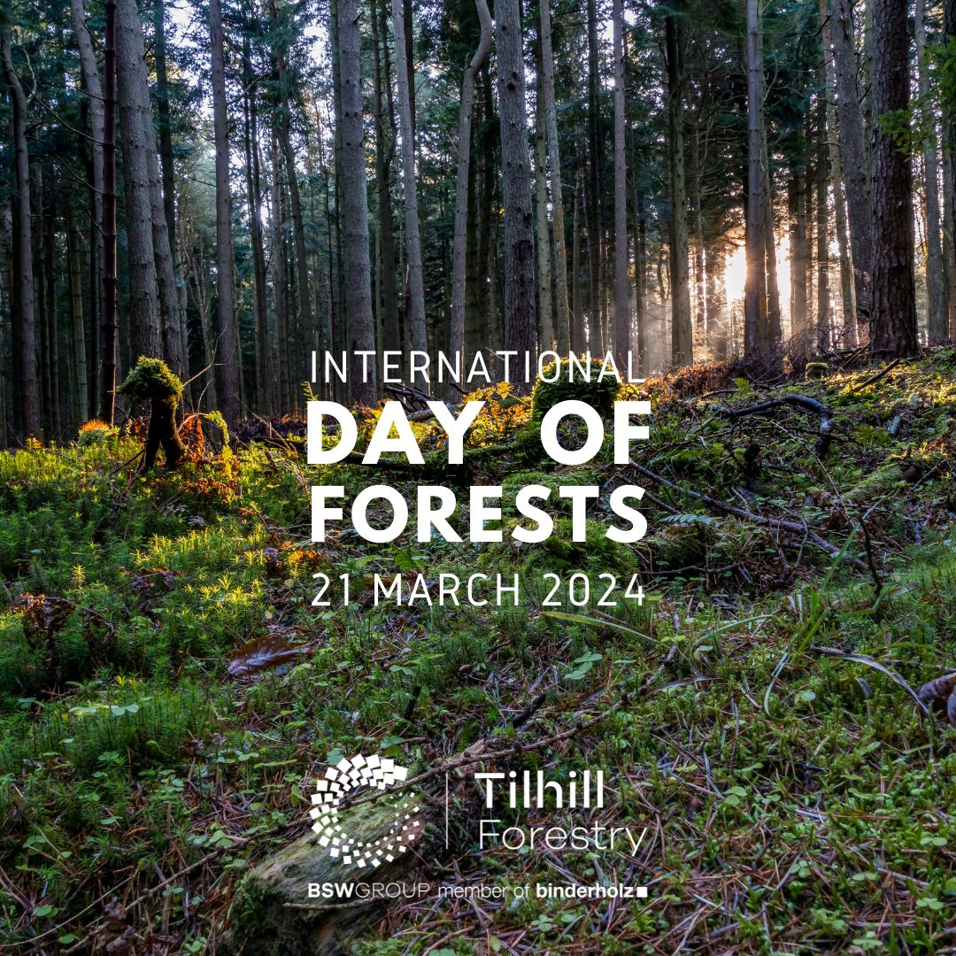 This #IntlForestDay read 'Biodiversity, Forestry & Wood Q&A' with Tilhill Forestry, Chartered Forester John Little. Exploring the importance of productive forests for our environment. pulse.ly/dbz8529qvx #ForestDay #GenerationRestoration