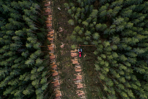 Today is #InternationalForestDay. It's also the day Drax have chosen to to publish their annual report, which tells us that in 2023 they sourced 8 million tonnes of wood, over half of which came directly from forests. #biomass #cutcarbonnotforests [Image (c) Karl Adami]
