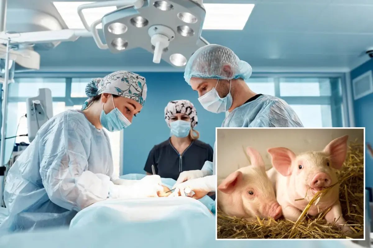 BREAKING: Surgeons in Boston transplanted a kidney from a genetically engineered pig into a 62-year-old man, this medical milestone is the first procedure of its kind. The new kidney began producing urine shortly after the surgery.