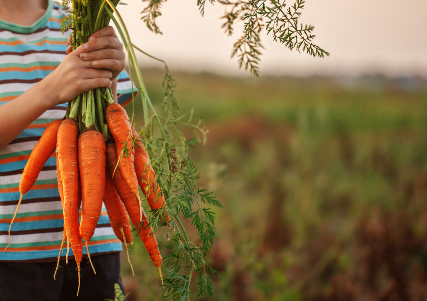 USDA_FNA's tweet photo. #DYK: Our Patrick Leahy Farm to School Program enhances classroom education through hands-on learning, such as school gardens and other educational activities related to food, health, agriculture, and nutrition. Learn more https://t.co/zoZ30SXKq0 #FarmtoSchool https://t.co/qojqO11ZLe