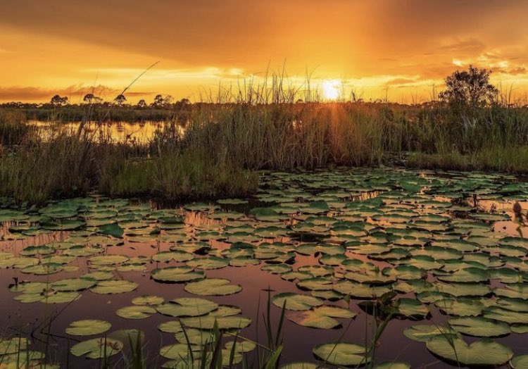 The golden glow of a spring morning 🌞💛📸: IG user silky.1971 #DiscoverMartin #ExploreNaturalMartin #LoveFL