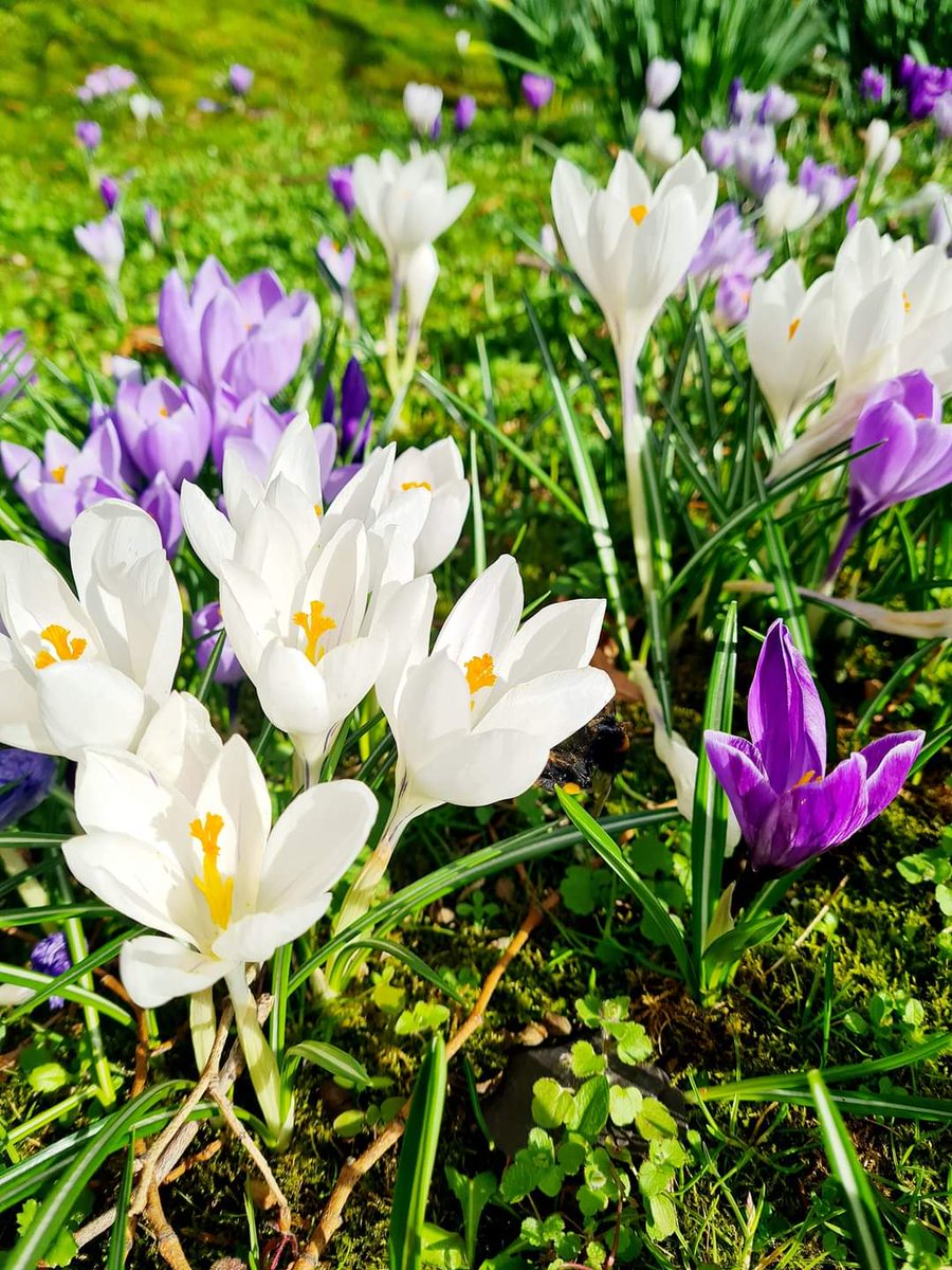 Spring has sprung on campus! 🌸 Check out these amazing pictures taken by Claire, our talented Curriculum Administrator in Construction. Enjoy the beauty of nature as we embrace the new season! 🌼 #SpringTime #CampusLife