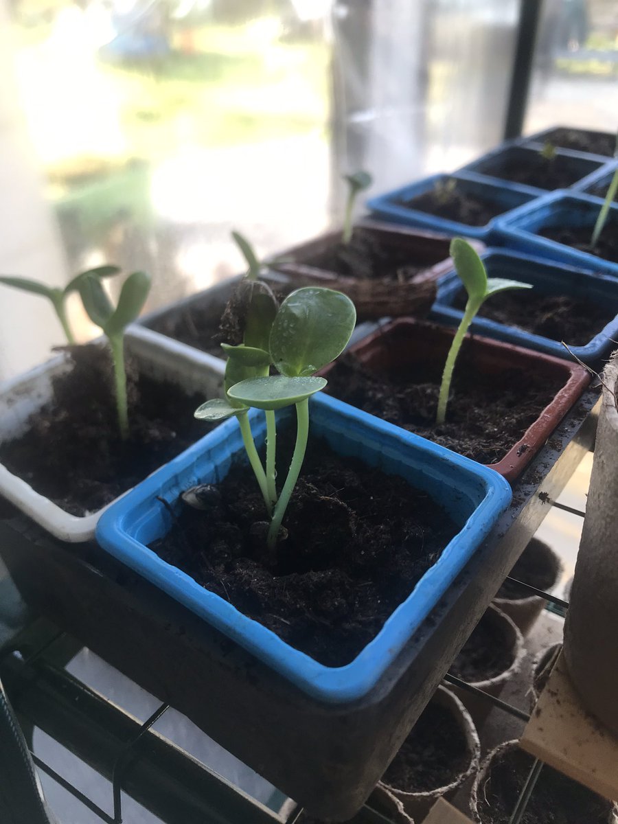 Kind_Of_Magik_'s tweet photo. Petits tournesols deviennent grands #MonPotager https://t.co/XeaBWTRr8L