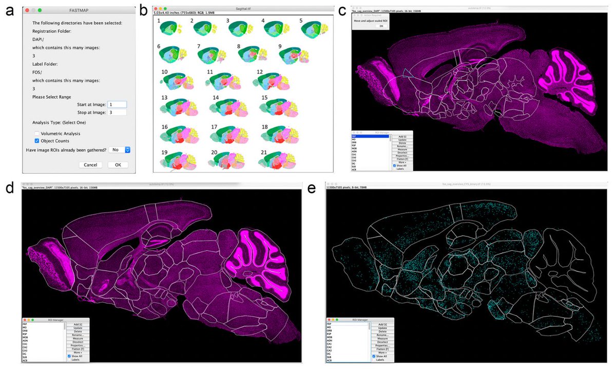 FASTMAP is an #opensource plugin for ImageJ. It allows for registering biological images within brain atlases. It also segments biological labels of interest within brain regions. @DTerstege Read about FASTMAP in this week's post on OpenBehavior: edspace.american.edu/openbehavior/p…