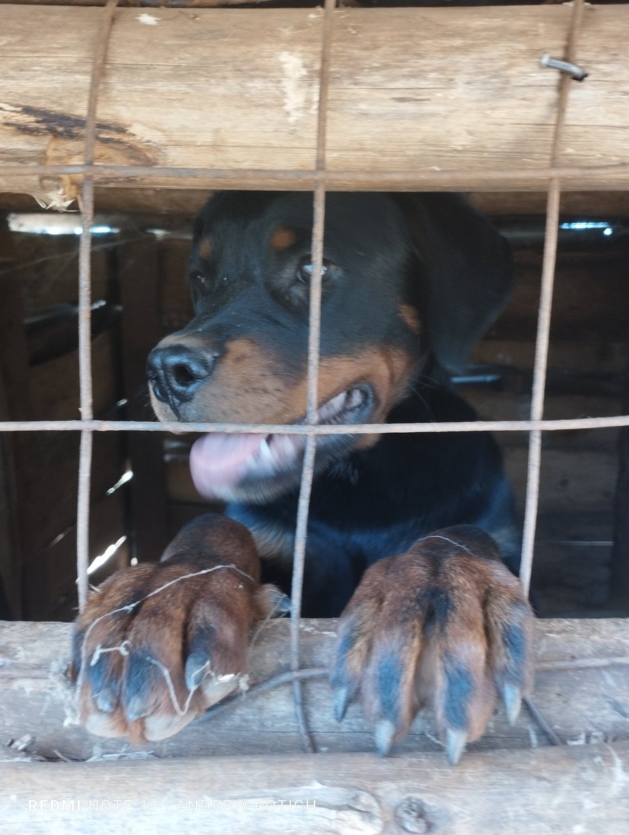 Business idea 💡
#YouthCreativeHub
Dog&sheep breeding can be a hustle, but it requires significant dedication, time, and resources. Successful breeders prioritize the health and welfare of the dogs above all else
#youthsInAgriculture @itsArapkirui @Kipkoech5Asbel @CleotildaJ