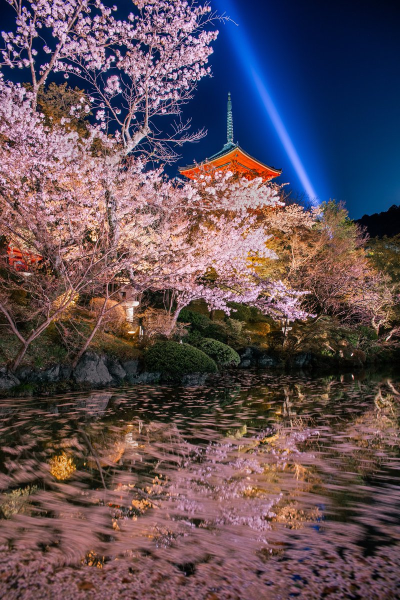 清水寺の夜桜が美しすぎました！