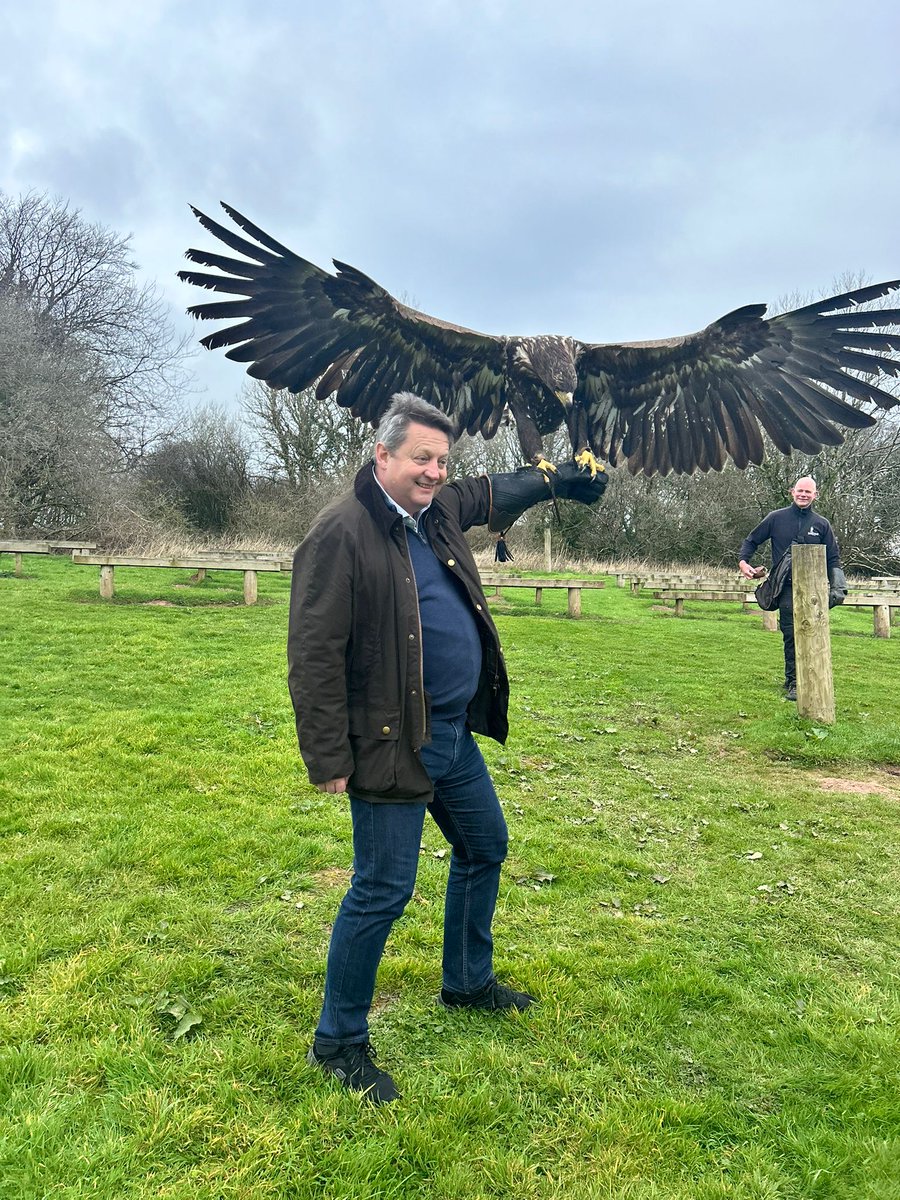 EagleReintroductionWales tweet media