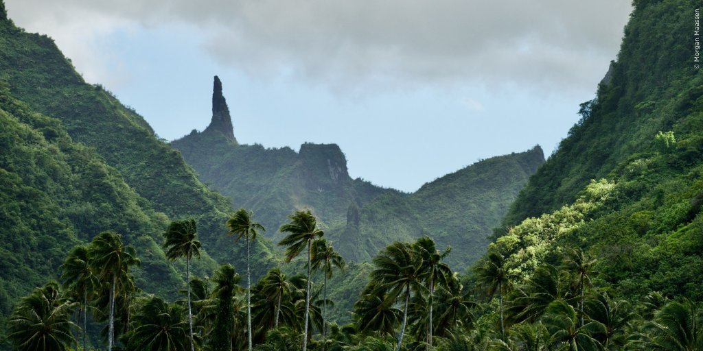 airtahitinuiPF's tweet photo. 🌲 C'est la Journée mondiale des forêts !
Pour la préservation de nos forêts, #AirTahitiNui a choisi la #compensationcarbone volontaire comme solution concrète et efficace en finançant des projets de reforestation certifiés et durables.
👉 https://t.co/0WKuI6AOWz https://t.co/nDUmaAid90