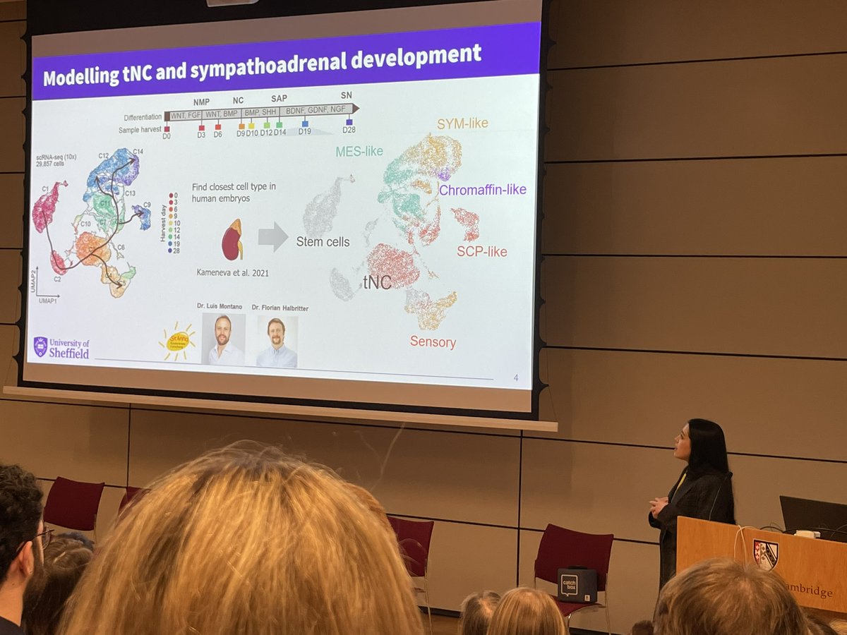 Anestis Tsakiridis (@a_tsakiridis) on Twitter photo Gutted to miss this year's #NBUKSymposium but very glad that <a href="/QuiniSaldana/">Ingrid Saldana</a> was there to present our recent work on hPSC-based characterisation of the effect of chromosomal copy number alterations on trunk neural crest /neuroblastoma initiation Gutted to miss this year's #NBUKSymposium but very glad that <a href="/QuiniSaldana/">Ingrid Saldana</a> was there to present our recent work on hPSC-based characterisation of the effect of chromosomal copy number alterations on trunk neural crest /neuroblastoma initiation