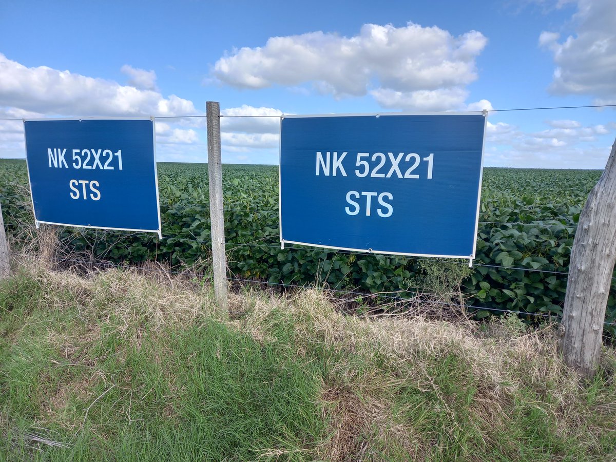 Ignacio Gaudin (@ignaciogaudin) on Twitter photo NK 52 x 21 STS , variedad de soja ciclo 5.2 de lo mejor del mercado , llenando muchos granos , estructura de soja bien ramificada y con un excelente potencial de rendimiento , Localidad San Pedro , Colonia .Productor Leonardo Gonnet <a href="/macciocultivar/">Pedro Maccio y Cía. S.A.</a> <a href="/NKSemillas/">NK Semillas</a> <a href="/psaa_8/">Pablo Saavedra</a> NK 52 x 21 STS , variedad de soja ciclo 5.2 de lo mejor del mercado , llenando muchos granos , estructura de soja bien ramificada y con un excelente potencial de rendimiento , Localidad San Pedro , Colonia .Productor Leonardo Gonnet <a href="/macciocultivar/">Pedro Maccio y Cía. S.A.</a> <a href="/NKSemillas/">NK Semillas</a> <a href="/psaa_8/">Pablo Saavedra</a>