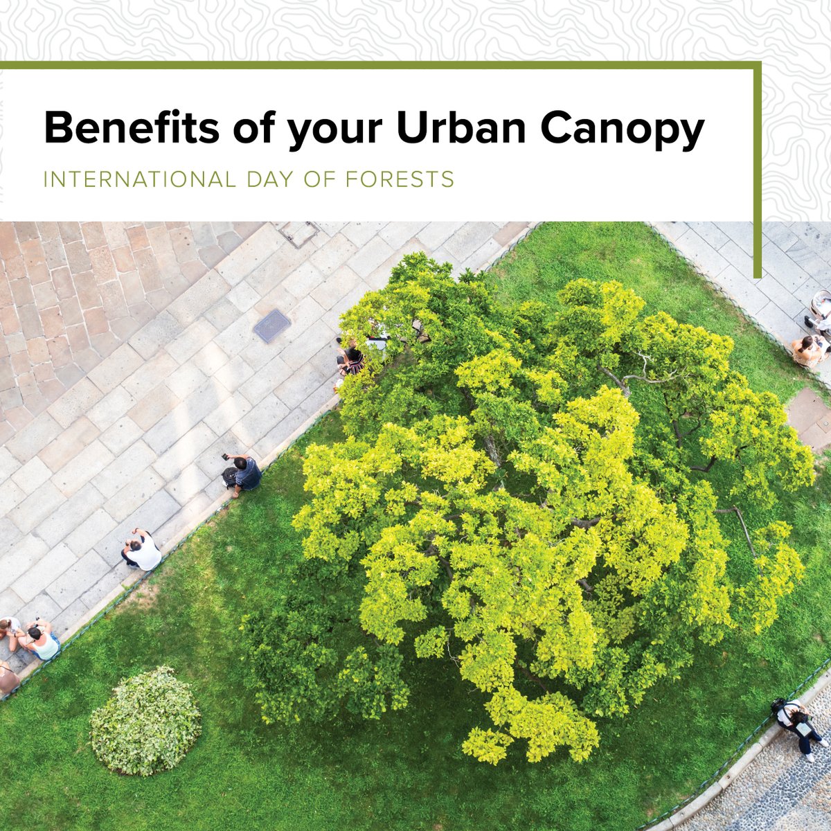 JEOinc's tweet photo. Today we embrace the vibrant oasis within our concrete jungles for International Day of Forests! Urban forests are not just green spaces; they provide extraordinary benefits to the communities they’re in. #UrbanForestry #ProtectOurForests https://t.co/xyAjC2QwJZ