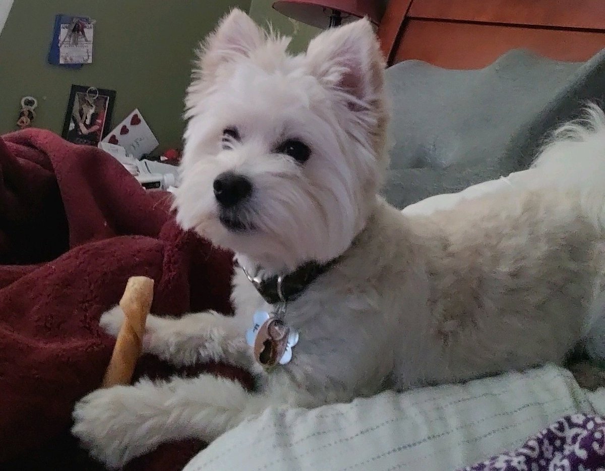 JBryanbuddy's tweet photo. @VintageWingnut1 @emsmomisawesome I found myself crying last night. Then low and behold Frankie gets up on my lap. He licks my tears away. He is the most perfect little man dog. Thanks for showing me love for cats. 🥰🥹😻
#MaxTheCat is still stored in my # tags. https://t.co/8NwiJVrMVZ