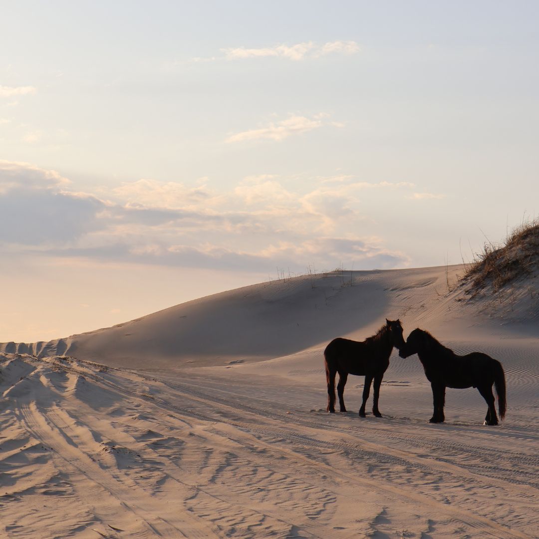 Golden Hour on the 4x4 Beaches 🐴✨😍

Click here to browse our 4x4 Rentals  👉 twiddy.com/Mj95Z 

#TwiddyOBX #obx #OuterBanks #OBXNC #OuterBanksVacationRentals #Summer2024 #WildHorses #CorollaWildHorses #CarovaBeachRentals #4x4Beaches