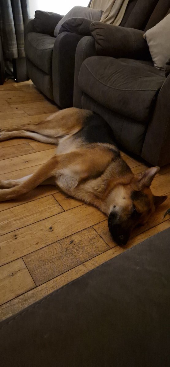 Reggie had a hard day at home waiting for his Daddy 💙🐕 #Germanshepherd #dogslife