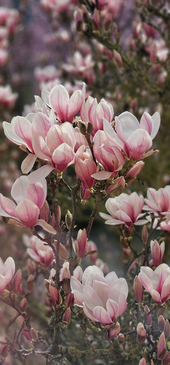 Magnolie 🤗
.
#Magnolie #magnolia #frühling #spring #samsunggalaxy #handybild #hobbyfotografie #schnappschuss #esblüht #waldeckfrankenberg #waldeckerland #edertal #picoftheday