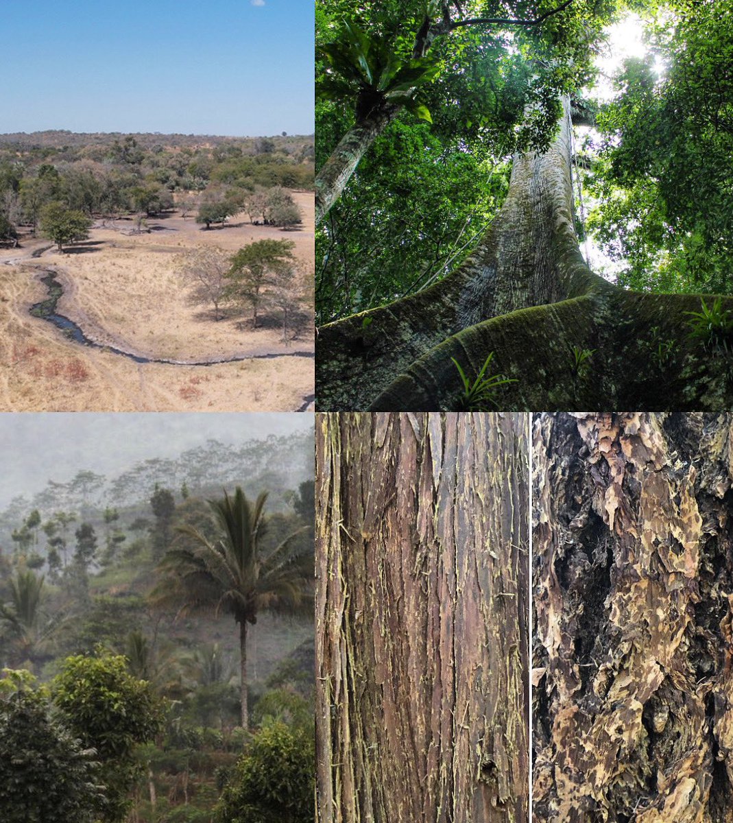 Celebrating the International Day of Forests with a few photos of the forests we’ve been fortunate to work in 🌲🌴🌳@ubcforestry #ForestDay #IntlForestDay