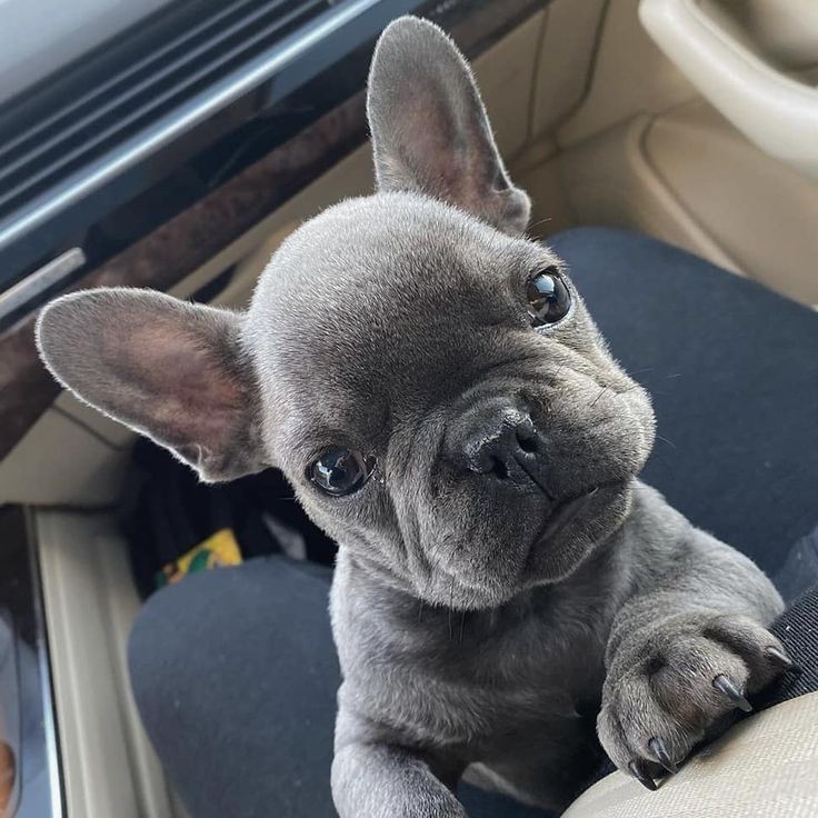 Cute baby 
#dog #pet #frenchie #dogowner #petlove #doglove #cute #baby