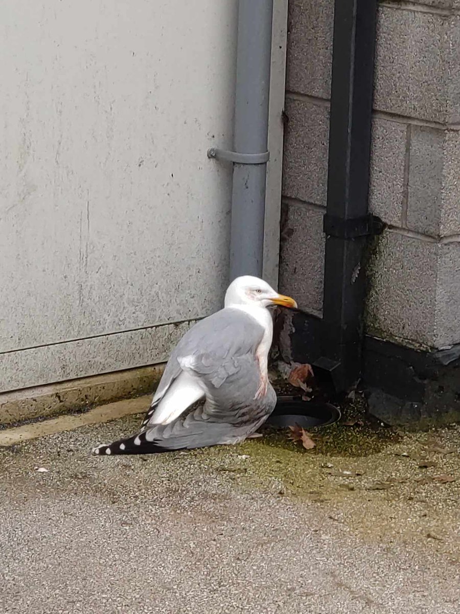Its been a horrible week. On 18/03 we rescued 2 gulls within 1.7 miles of each other in the same hour. One was definitely shot as there were two pellets in him with his wing smashed. Bryn's injuries were too severe & he was pts at the vet Katie had surgery. #birds #seagulls
