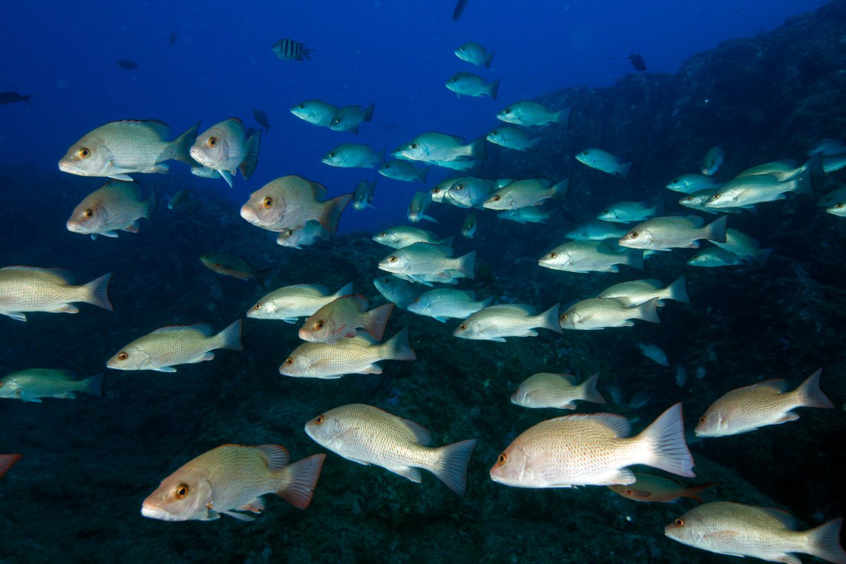 #FISH F inning across the reef, searching for food, trying not to be some I dentification is key to understanding where they go & why S ounds from tracking tags tell their stories as they go by H abitat use is a mystery with interesting outcomes #WorldPoetryDay #Research