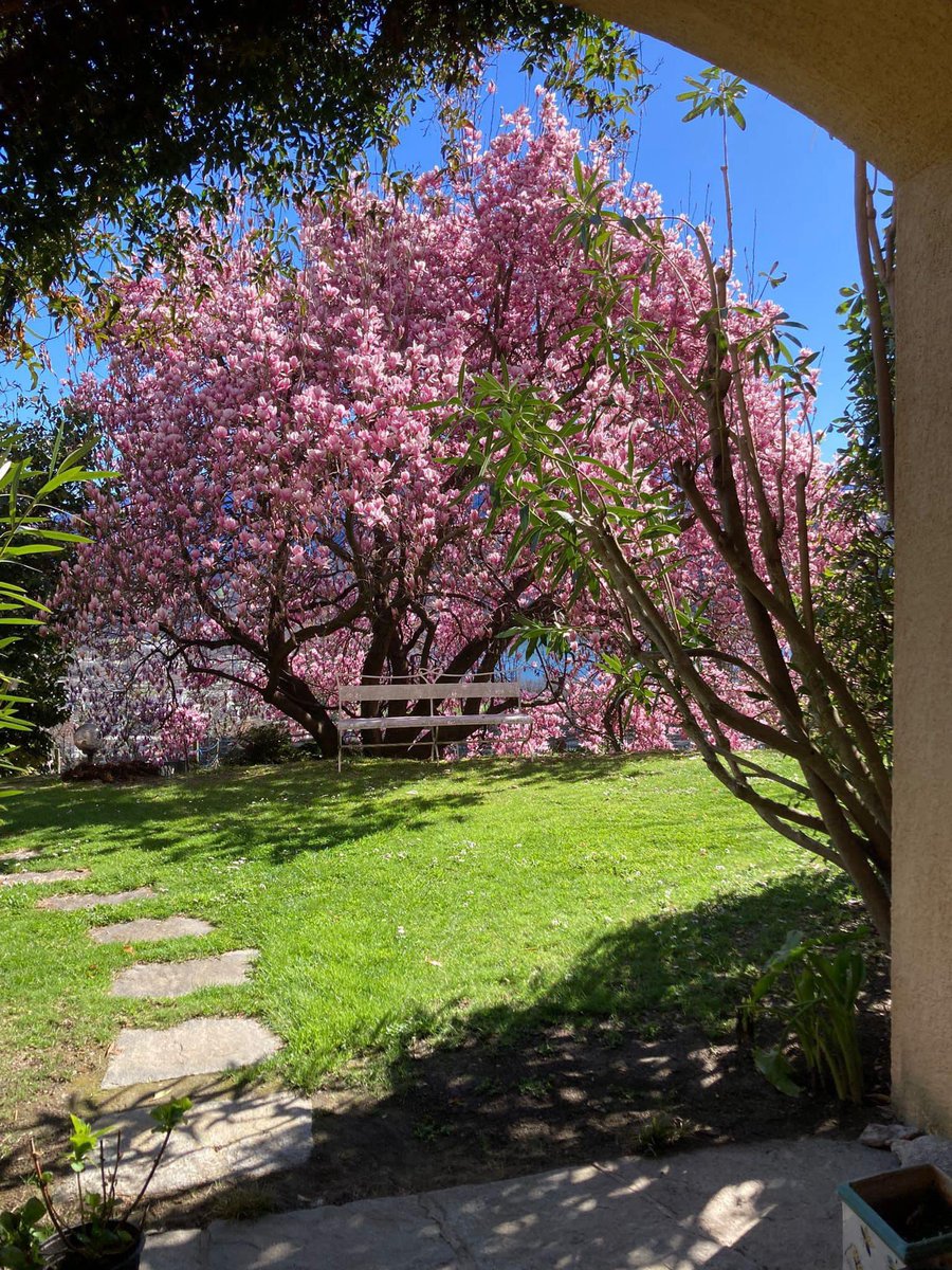 Un’altra meravigliosa magnolia x soulangeana in fiore 🌺 

📷 Claudia Rossi
▶️ naturalmeteo.it/il-mondo-dei-f…  
#fiori #fioriture #primavera #magnolia #magnoliaxsoulangeana #magnoliasoulangeana #botanica #vegetazione #panorami