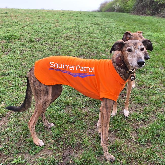 Frank the Lurcher: Head Squirrel Patrol Reporting for Duty! ️

This dapper dude is Frank, and he's all geared up for his most important mission - squirrel patrol! 

Get your T-shirt here and choose your slogan forestfleece.co.uk/shop/ols/produ…