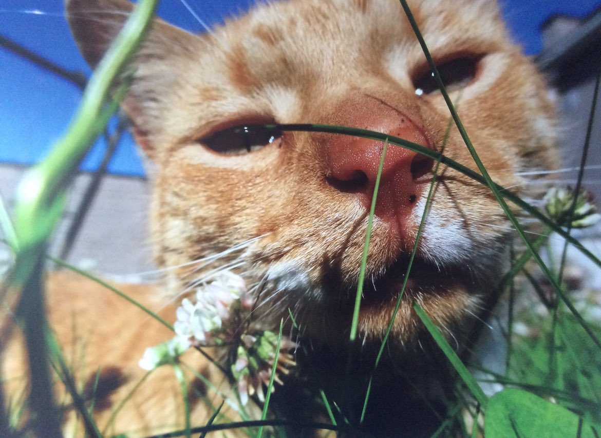 Slaap zacht lieve oranje vriend. We missen je nu al. Rudie Roetepetoet, 17 jaar onze dikke vriend geweest.