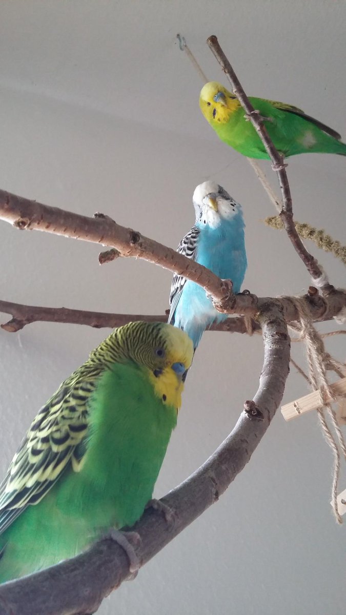 🏳️🌈 MellilaAmabilis tweet media