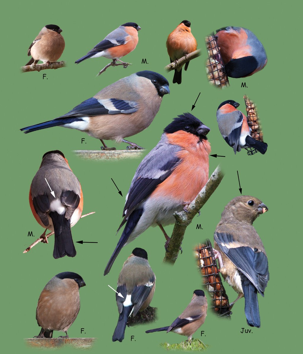 PURDYLUCEY (@purdylucey) on Twitter photo Today marks the official launch of the latest edition of "Birds of Ireland," by talented duo <a href="/MarkCPhotografy/">Mark Carmody</a>, PURDYLUCEY Director & wildlife photographer, & Jim Wilson, well-known broadcaster & writer.
Congrats to Mark from the PL team!
More info here: easons.com/birds-of-irela… Today marks the official launch of the latest edition of "Birds of Ireland," by talented duo <a href="/MarkCPhotografy/">Mark Carmody</a>, PURDYLUCEY Director & wildlife photographer, & Jim Wilson, well-known broadcaster & writer.
Congrats to Mark from the PL team!
More info here: easons.com/birds-of-irela…