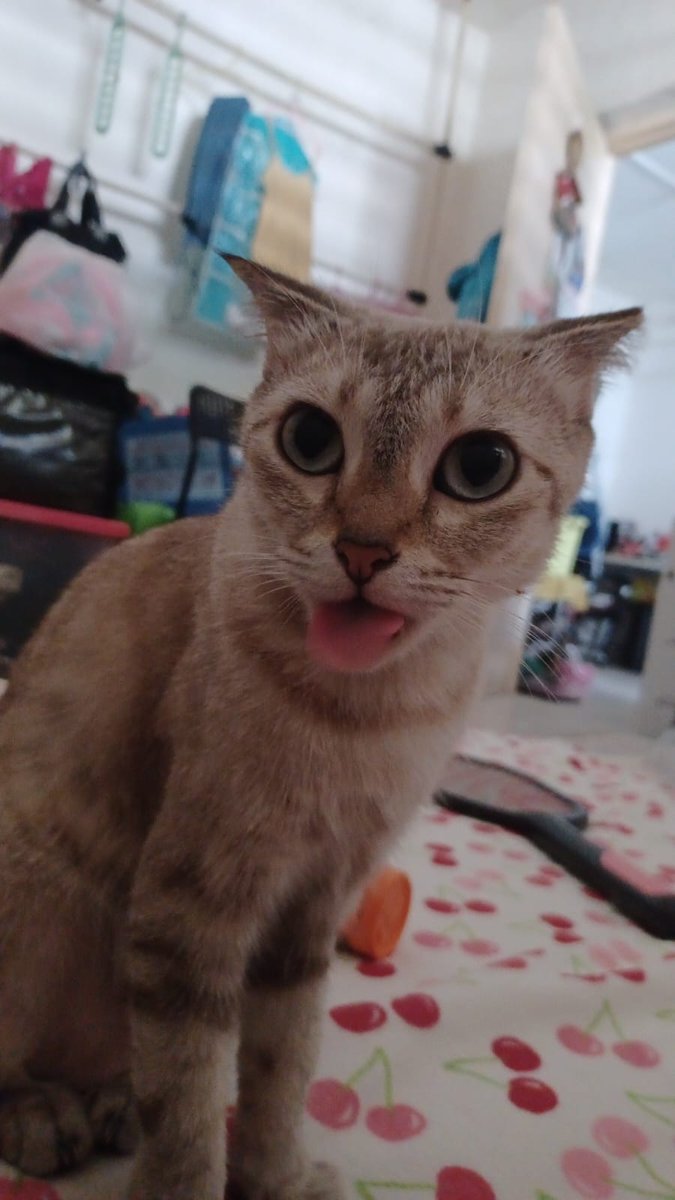 Azari3l's tweet photo. I am alive (shocker I know)
Please look at my cat being sillay https://t.co/DFnBBOGqrz