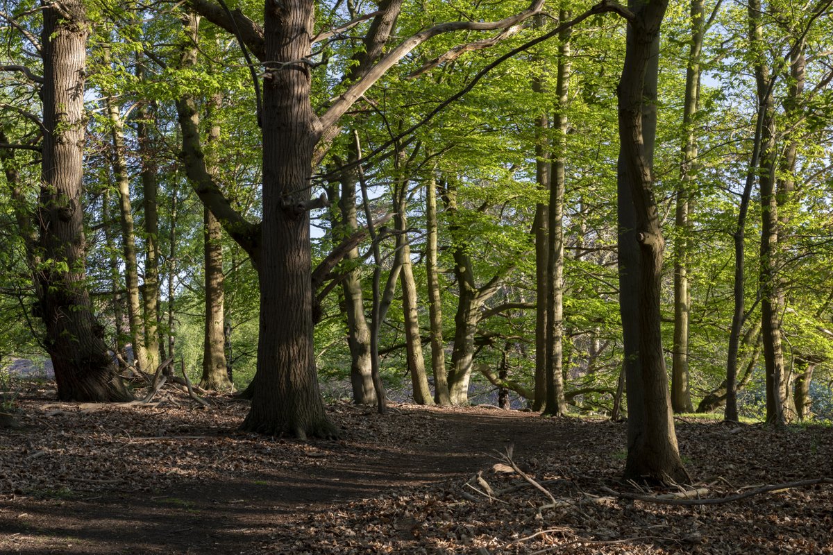 Did you know that #SuttonHoo has its own woodland walk? Our 2km circular trail follows in the footsteps of the Anglo-Saxons, passing by the mounds of the ancient Royal Burial Ground where a 7th century ship was first discovered. Find out more: bit.ly/3XZnl7F