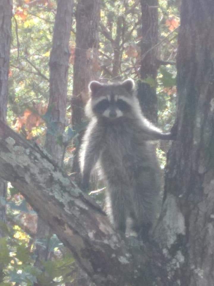 OKWildlifeDept's tweet image. can i come over and stare at you like this