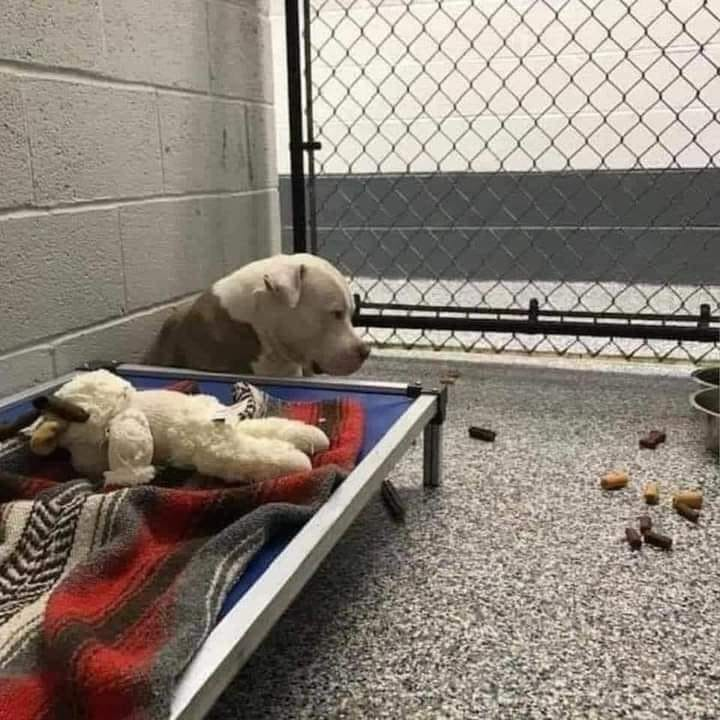LunaGitana0333's tweet photo. Los animales todos...Son Familia: 
Cuando entregas o llega tu perro a un refugio porque se perdió, o porque te mudas de casa o no lo puedes llevar, o en el nuevo hogar no permiten animales, o porque simplemente ya te cansaste de él, esto es lo que ellos hacen:
Se sientan ahí, esperando a que regreses, horas, días, meses.
No quieren juguetes, golosinas, premios ni comida, solo quieren regresar a casa..
Si no quieres o no puedes comprometerte con él para siempre, por favor.
Jamás se te ocurra tener uno.
Los animales no son hobby , ni el último grito de la moda.
No son descartables, son un compromiso de muchos años.
No deben ser portadores de maltrato , ni abandono.
Maltratar a un ser indefenso es de cobarde.
Los actos de desborde emocional (aunque innecesarios), cuando los haya , que sean de igual a igual.