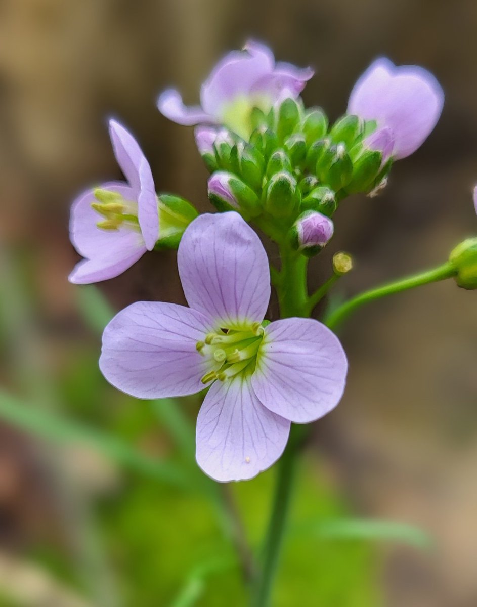 Cuckoo flower seen on my woodland walk today 🪻
#springtime #woodlandflowers #woodland #nature #woodlandwalks