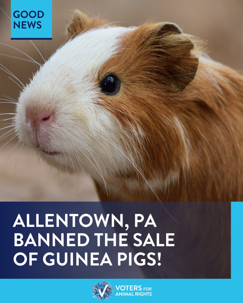 Great news out of Allentown, PA, last night! 🙌 Congratulations to all of the animal activists who worked tirelessly to pass this crucial legislation that will protect guinea pigs from cruelty and help ease shelters and rescues!🎉