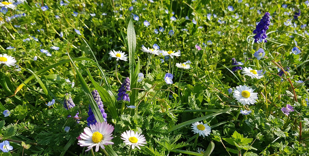 .@TheFlowerWorld - #isola di #GRADO #island - E' #primavera... #spring #Frühling - @mariacr28250504 @giorgiobigi1 @Keke0707 @marina52182 @azzur_farfalla @SuttoraM @SaraSanson @CiriSince1978 @CMarc17 @AugustSummer821 @Karolinapalac20 @yianidy @abollis @VisitFVG