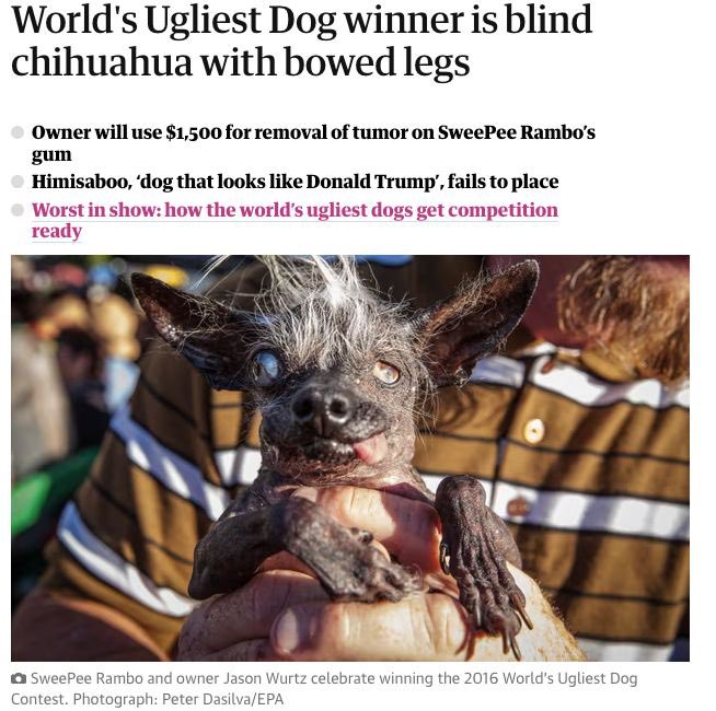 Cryptobadger99's tweet image. SOL is where it’s at right now and I feel $RAMBO is the most exciting prospect on chain this year!! Time magazines ugliest dog @SweepeeRamboDog has been brought back to life as a meme coin!! With a solid floor and an AMA in the works don’t fade this one degens 🙏🏽