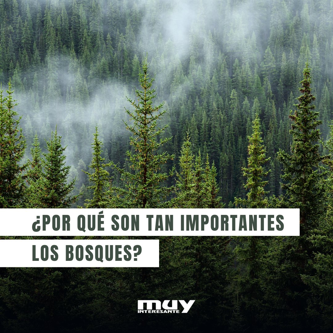 muyinteresante tweet picture