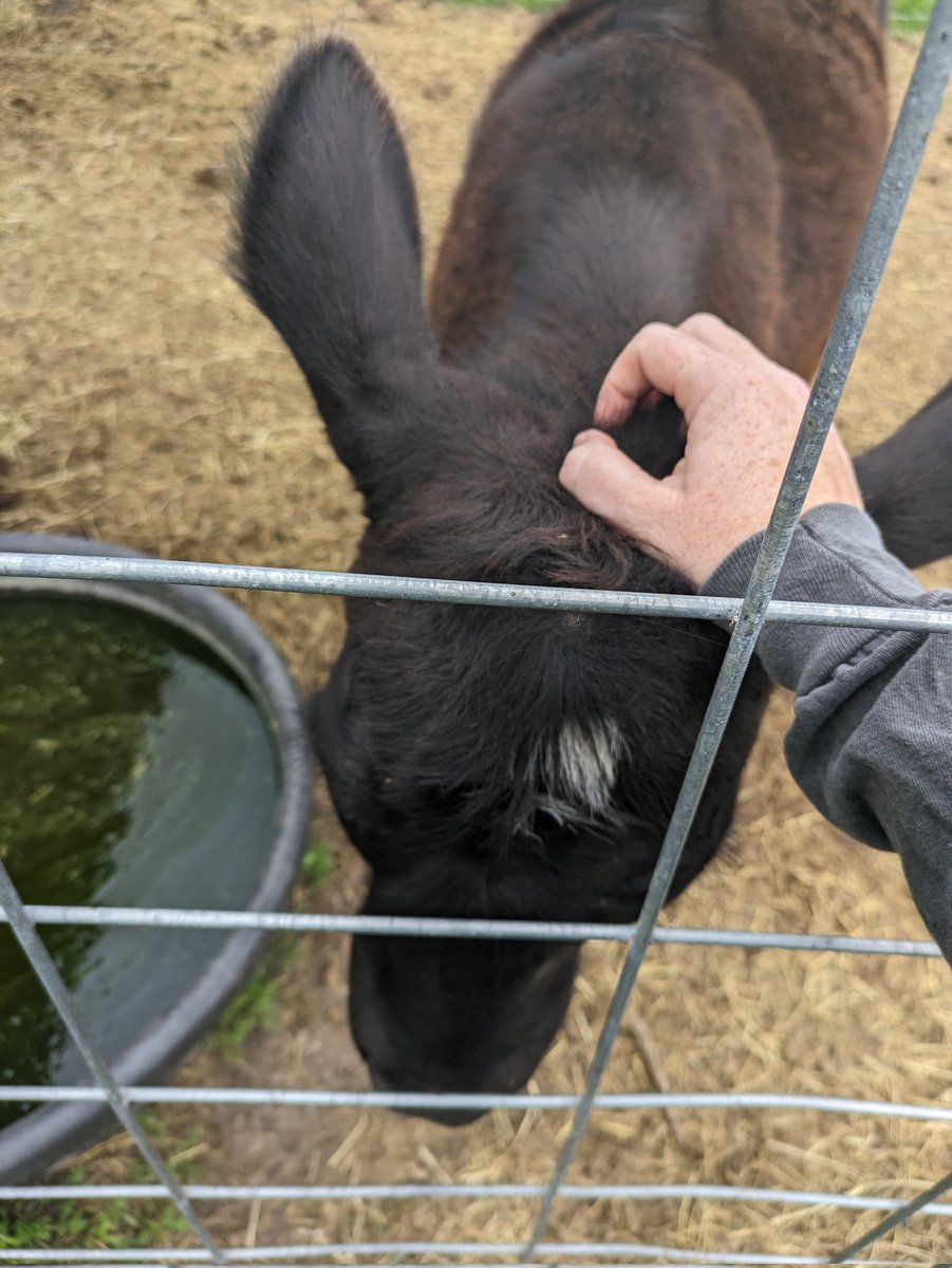AshesTerrible's tweet photo. It's one of my favorite weeks of the year! It's Fair week!! Yesterday I helped with the show chickens (of course), petted some cute animals and my partner took me on a date for fair food before we watched the chicken and turkey showing c:
#fairweek #foodie #chimkens #animals https://t.co/zy9eY9nhRM