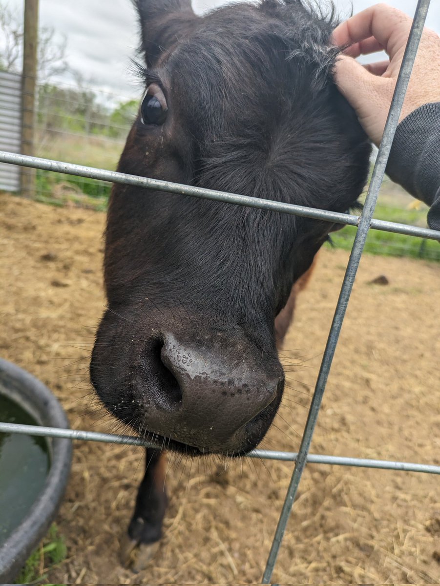 AshesTerrible's tweet photo. It's one of my favorite weeks of the year! It's Fair week!! Yesterday I helped with the show chickens (of course), petted some cute animals and my partner took me on a date for fair food before we watched the chicken and turkey showing c:
#fairweek #foodie #chimkens #animals https://t.co/zy9eY9nhRM