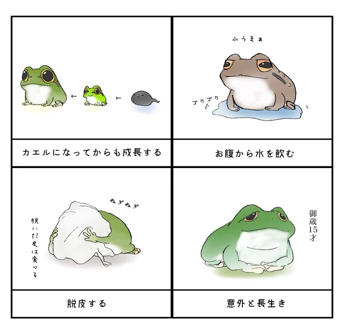 【🐸】「実は脱皮する」「◯◯から水を飲む」…意外と知らないカエルの豆知識を描いたイラストに「全部かわいい」「知らなかった」
https://t.co/S1WzbwSZl8

ぴよ(@PIYO_KAERU)さんが紹介するカエルの生態がかわいくて勉強になります。皆さんいくつ知ってました? 