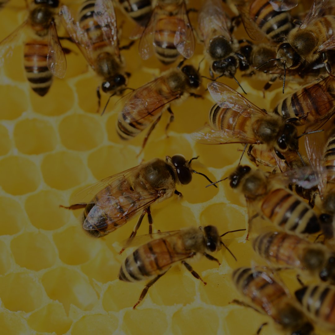 Bee Active, Bee Healthy, Bee Happy
Week!🐝
5th - 12th of March

Have you ever tried a teaspoon of Hnoey in your
Coffee?

Not only do Bees please a major part of the world but
they also make our Coffee taste sweeter!

#savethebees #beeswax #beekeeper #beehoney
#beehoneybee #honey